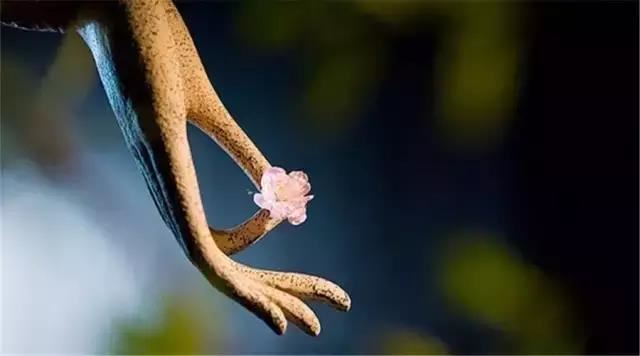 红鸾星在命宫代表什么,家庭美满且日后儿孙满堂