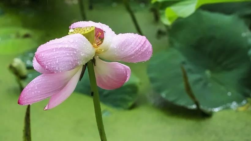 配偶是对象吗  配偶和伴侣有什么区别