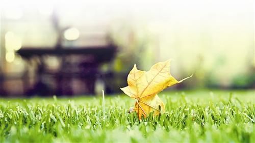 白居易紫薇花对紫微郎  紫薇花对紫微郎的意思