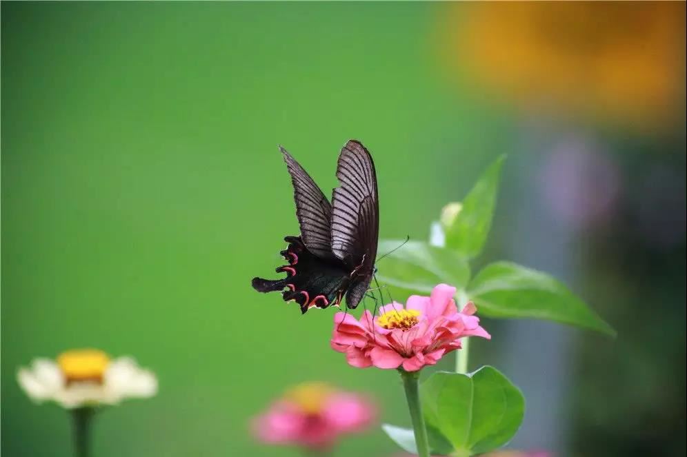 观音灵签八十七签问疾病