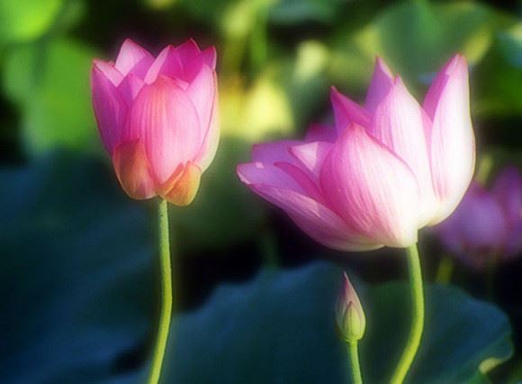 这几年出生的人，早年平平，中年行大运