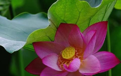 女孩姓褚有寓意的名字 褚姓女孩名字有何寓意