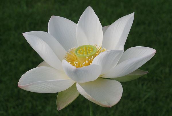 金命的人做生意开店应该朝向哪里  店名叫什么好