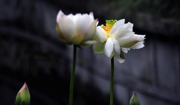 虎口有痣的女人 虎口有痣女人有何寓意