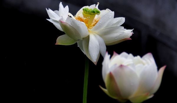 三年级下册国学经典