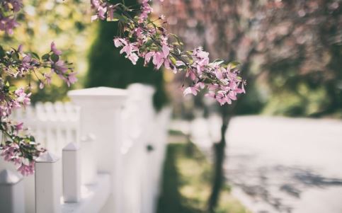 豆蔻年华的意思解释 豆蔻年华和锦瑟年华的区别