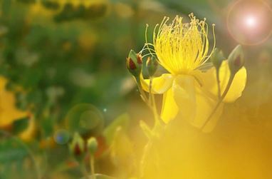 羊宝宝起名青禾好吗男孩