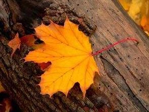 牛宝宝起名宜用字