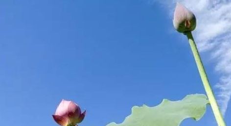 黄大仙灵签解签62签