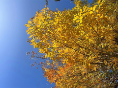 男羊女龙般配吗？属龙女欣赏的男生