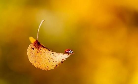 1986属虎人的灾难年龄 86年属虎最难熬的年龄在几岁