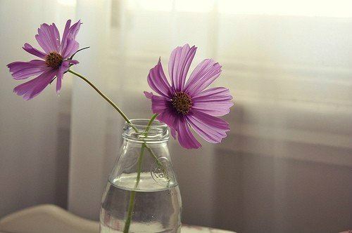 生肖猪：幸福安康，财运亨通，家庭和睦！