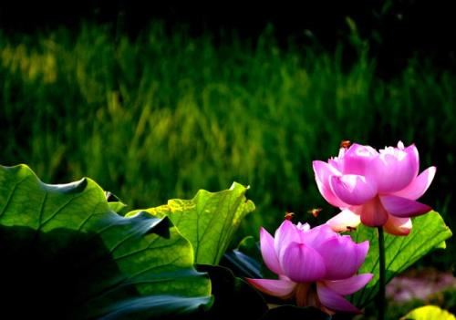 紫色玫瑰代表什么象征意义