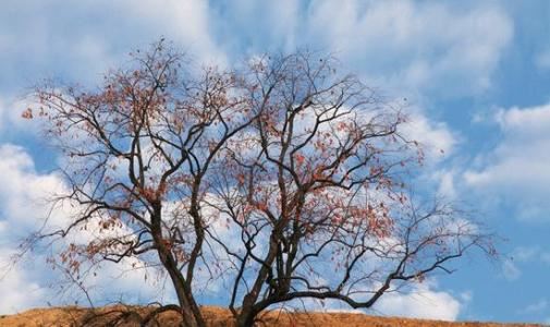 八字胎元的作用 八字胎元有何作用