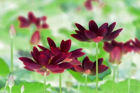 36岁女子10年嫁6次，6任丈夫全死了！婆婆直言：天生的克夫命