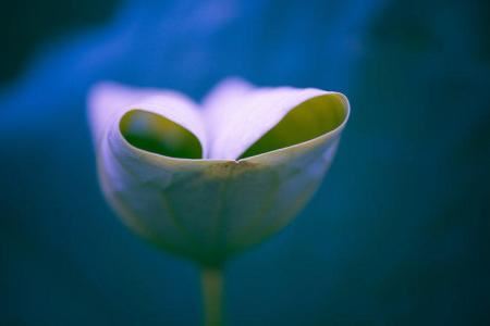 普贤菩萨保佑什么的 普贤菩萨有什么保佑力