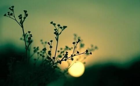 簟字代表什么生肖动物和动物,簟啥意思