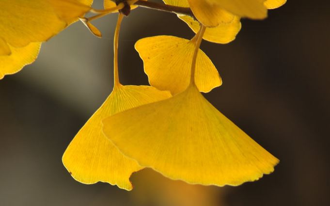 按家谱起名的意义