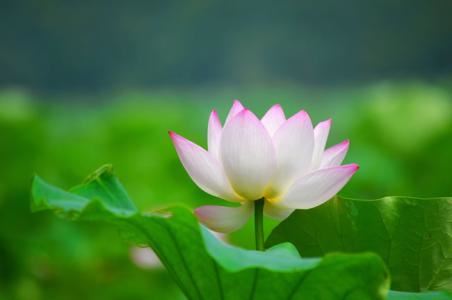 招财最好的手串,戴什么手串旺财