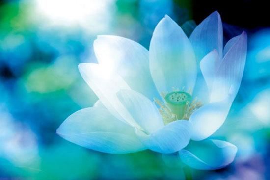 初一的娘娘十五的官是啥意思