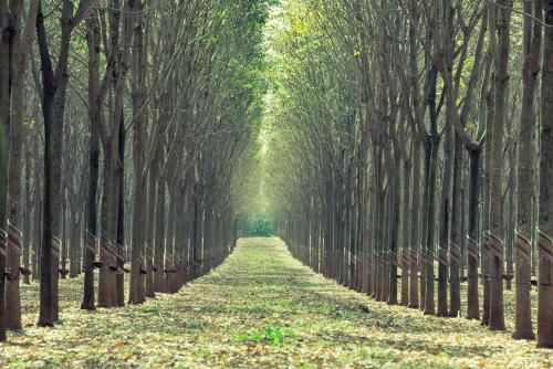梦见老鼠在家里乱窜是什么意思 你梦见老鼠在家中乱窜这到底是什么预兆
