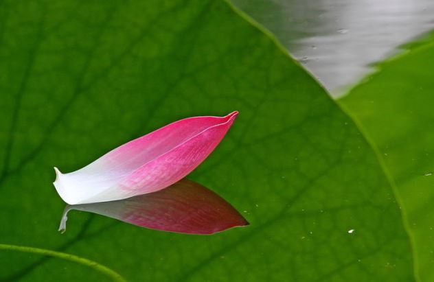 夏天出生刘姓女宝宝取名