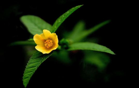 四柱八字日柱怎么起名字