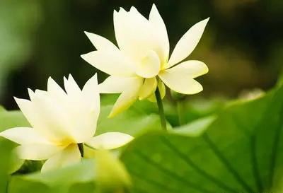 七二年属鼠的在2024年的运势 事业提升注意财运