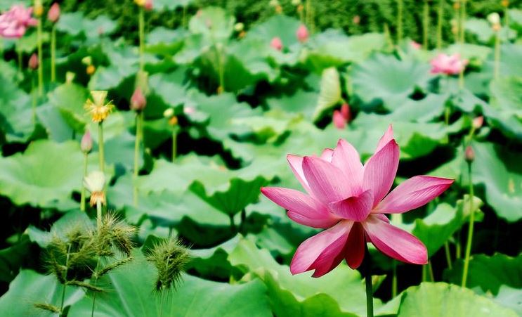 观音菩萨灵签52