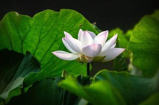 5g网络怎么关闭 华为5g网络怎么关闭