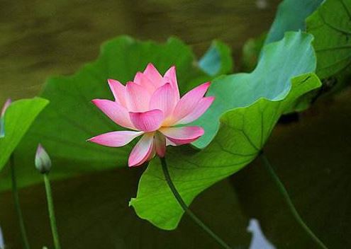 易玄本周生肖狗运势