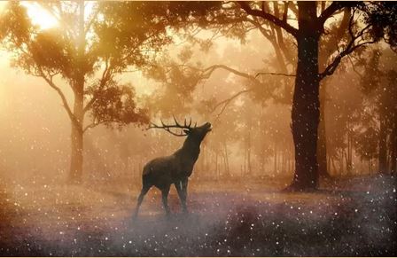 二月感情走向最棒生肖