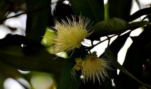 中国老黄历每日宜忌 今天适合做什么中国老黄历每日建议