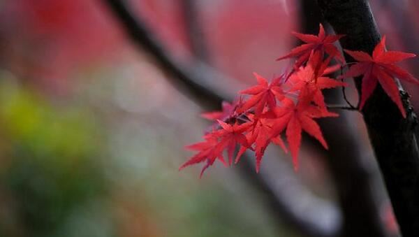 女子印堂有痣所代表的意义,眉心有痣的女人旺夫