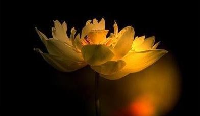 易玄生肖鸡本周运势