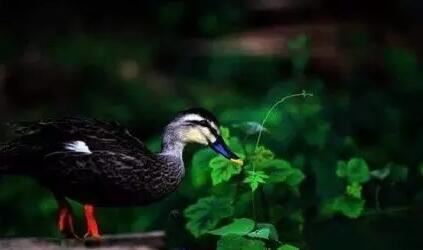 草莓晶和粉水晶哪个招桃花效果最好