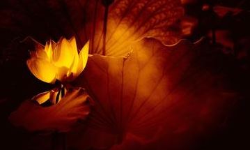 属马本命年结婚的命理运势解说