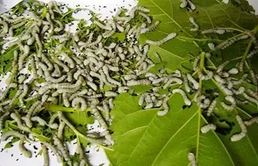 顺承家风国学经典，传家顺立家规扬家风征文