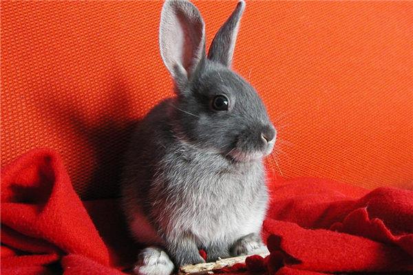 丁巳日柱2025年壬寅年运势 丁巳日柱女命运