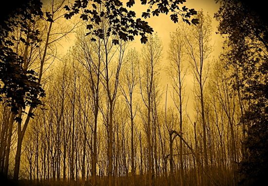 未来五年财运好到爆的生肖