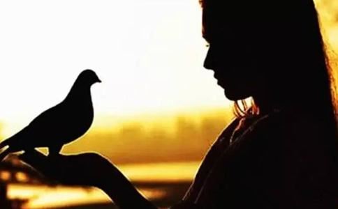 高山杉起名含义