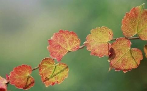 小汪小汪财运旺旺,怎么让财运旺起来