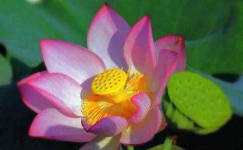 胡姓男孩起名鸡年