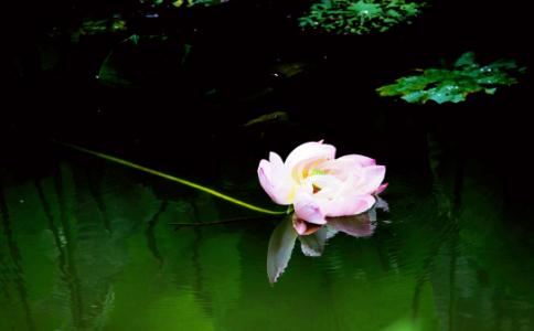 属猪人：这4个生日尾数是“上等命”，大富大贵