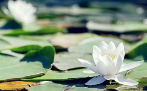 男人八字比肩多争妻的含义和影响，以及化解方法