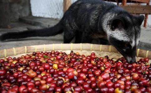 喾字起名的含义