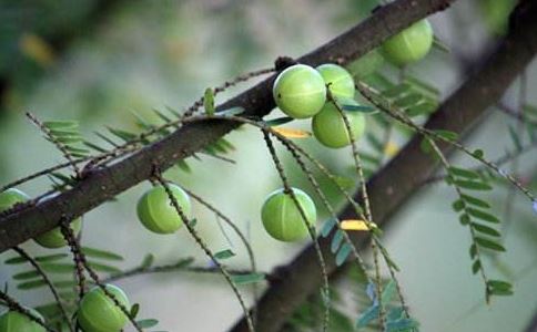 龙宝宝如何起名？生肖属龙取名禁忌、喜用字