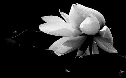 60年属鼠死于哪一年 60年生肖属鼠的人死于哪一年