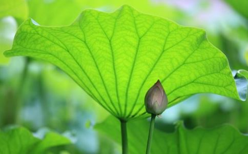 遗像摆放家里吉利吗  遗像放哪里风水好