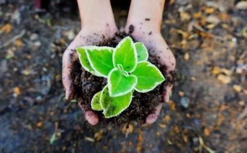 锌指哪个生肖动物图片,锌指哪个生肖动物图片及名称